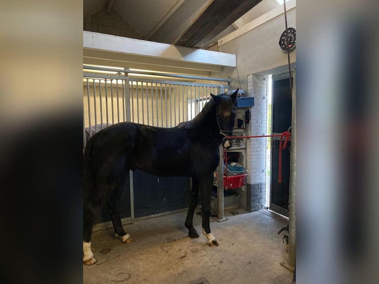 AES Ruin 4 Jaar 172 cm Zwart in Gemonde