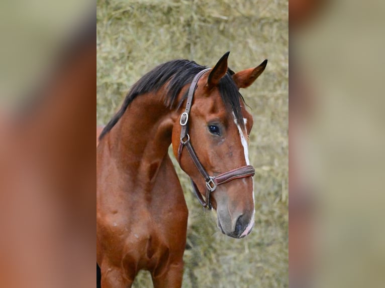 AES Ruin 4 Jaar 174 cm Roodbruin in Bladel