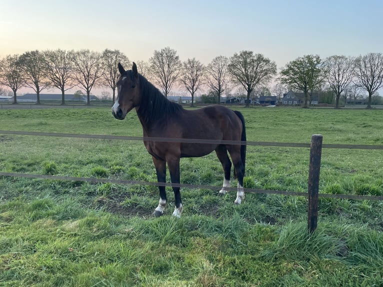 AES Ruin 4 Jaar Bruin in Venray