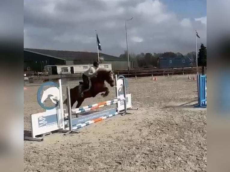 AES Ruin 5 Jaar 152 cm Vos in Brilon