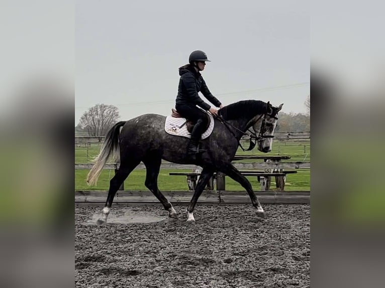 AES Ruin 5 Jaar 160 cm Schimmel in GROTE-BROGEL