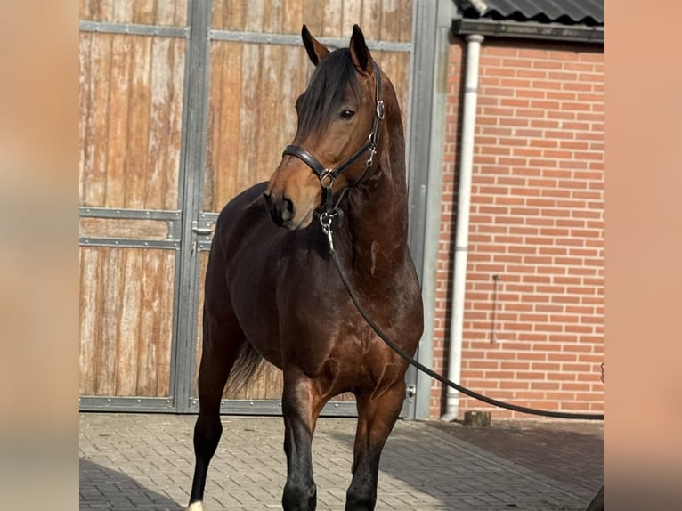 AES Ruin 5 Jaar 162 cm Bruin in Zieuwent