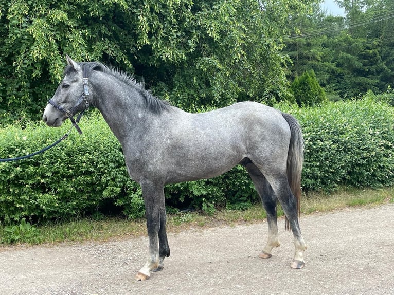 AES Ruin 5 Jaar 162 cm Schimmel in Piła