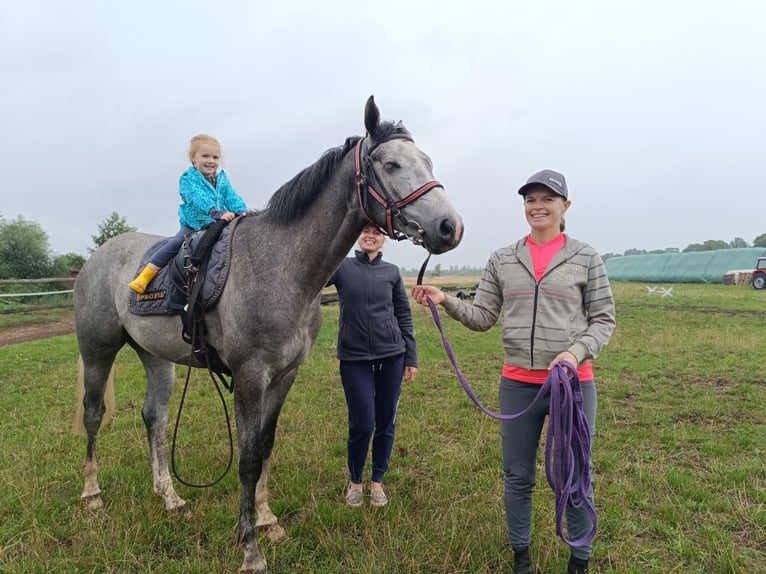 AES Ruin 5 Jaar 162 cm Schimmel in Piła