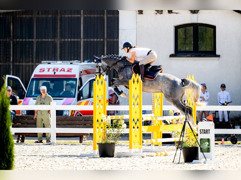 AES Ruin 5 Jaar 162 cm Schimmel in Piła