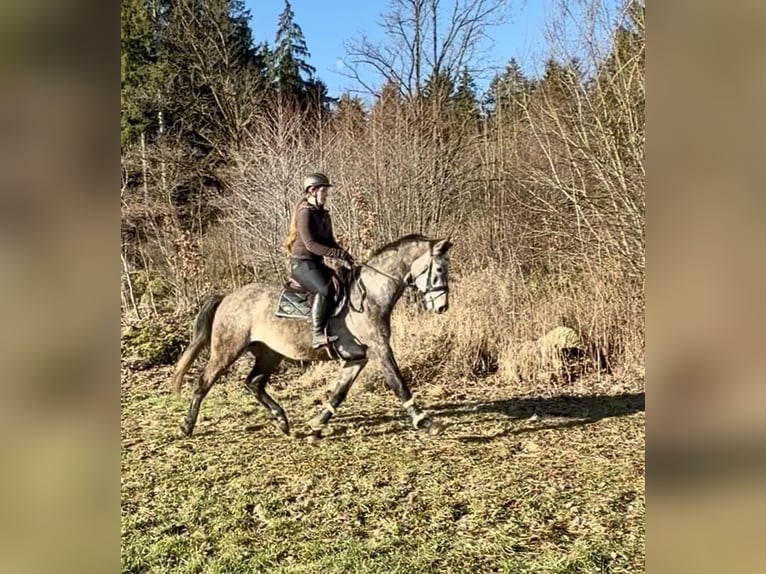 AES Ruin 5 Jaar 163 cm Schimmel in Pelmberg