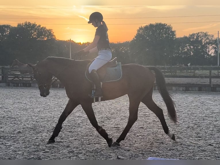 AES Ruin 5 Jaar 164 cm Bruin in Brecht