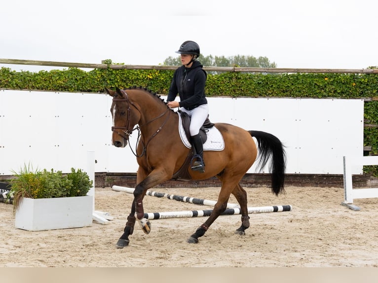 AES Ruin 5 Jaar 165 cm Bruin in Waddinxveen AES Ruin 5 Jaar 165 cm Bruin in Waddinxveen