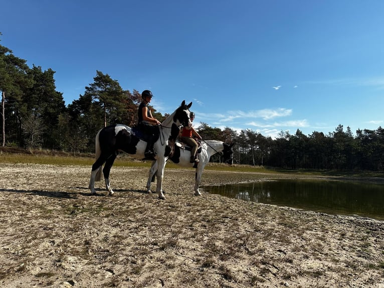 AES Ruin 5 Jaar 165 cm Gevlekt-paard in Neerkant