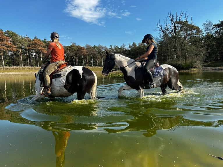 AES Ruin 5 Jaar 165 cm Gevlekt-paard in Neerkant