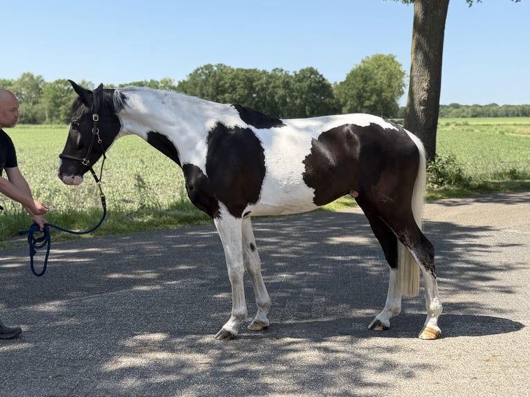 AES Ruin 5 Jaar 165 cm Gevlekt-paard in Neerkant