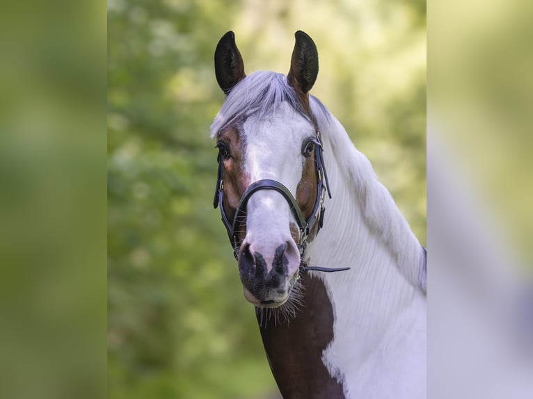AES Ruin 5 Jaar 165 cm Gevlekt-paard in Ebreichsdorf