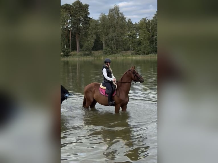AES Ruin 5 Jaar 165 cm Vos in Gorzów Wielkopolski