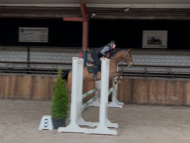 AES Ruin 5 Jaar 166 cm Bruin in Oud Gastel