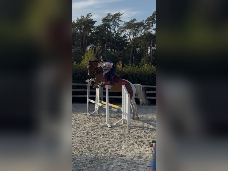 AES Ruin 5 Jaar 167 cm Gevlekt-paard in Genk