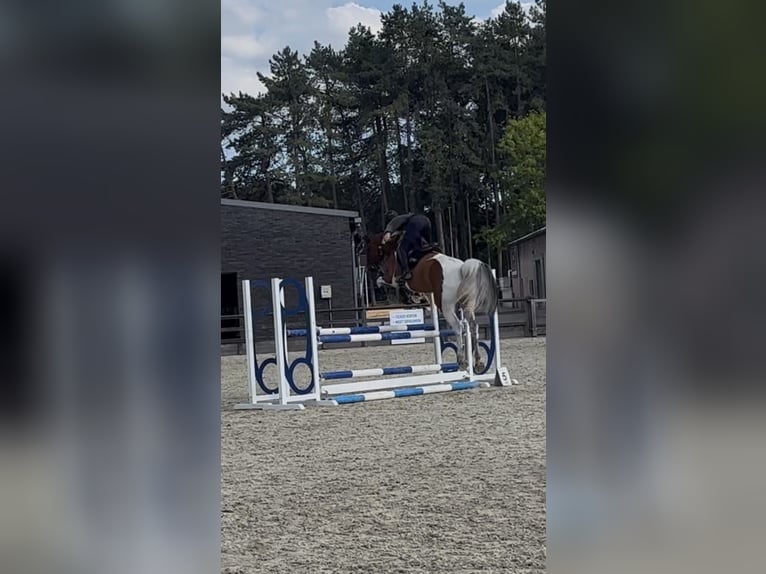 AES Ruin 5 Jaar 167 cm Gevlekt-paard in Genk