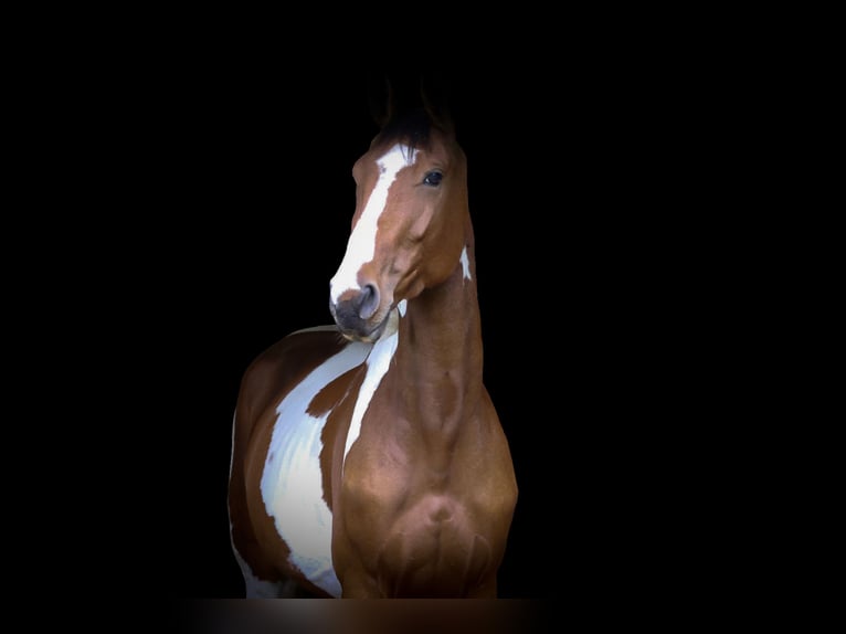 AES Ruin 5 Jaar 167 cm Gevlekt-paard in Genk