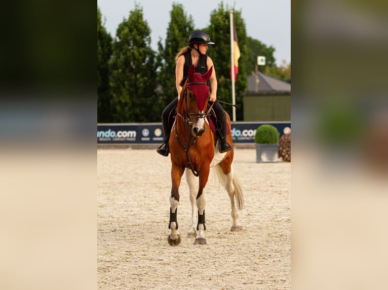 AES Ruin 5 Jaar 167 cm Gevlekt-paard in Genk