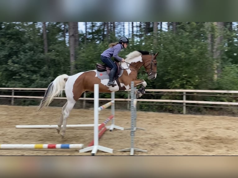 AES Ruin 5 Jaar 167 cm Gevlekt-paard in Genk