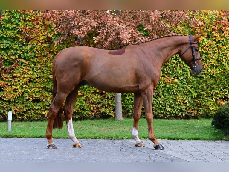 AES Ruin 5 Jaar 168 cm Vos in Bladel