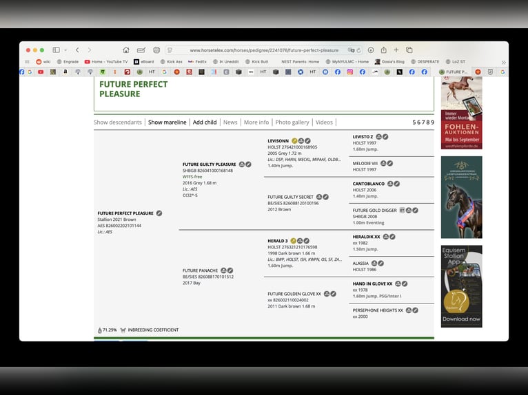 AES Mix Ruin 5 Jaar 172 cm Roodbruin in Garwolin