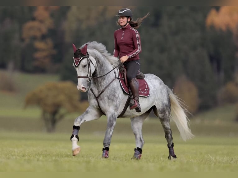 AES Ruin 5 Jaar 173 cm Appelschimmel in Schlins