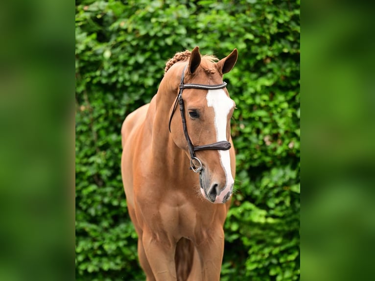 AES Ruin 5 Jaar 173 cm Vos in Bladel