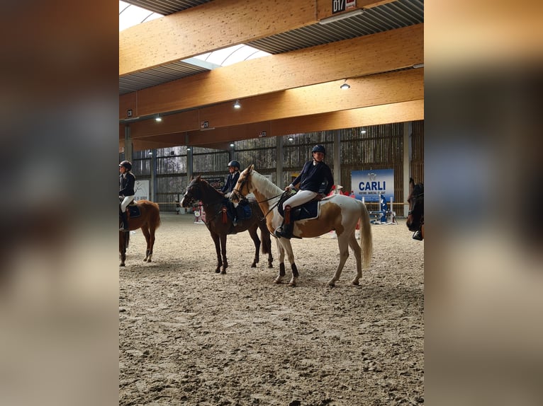 AES Ruin 6 Jaar 147 cm Gevlekt-paard in GROTE-BROGEL