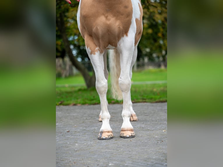 AES Ruin 6 Jaar 147 cm Gevlekt-paard in GROTE-BROGEL