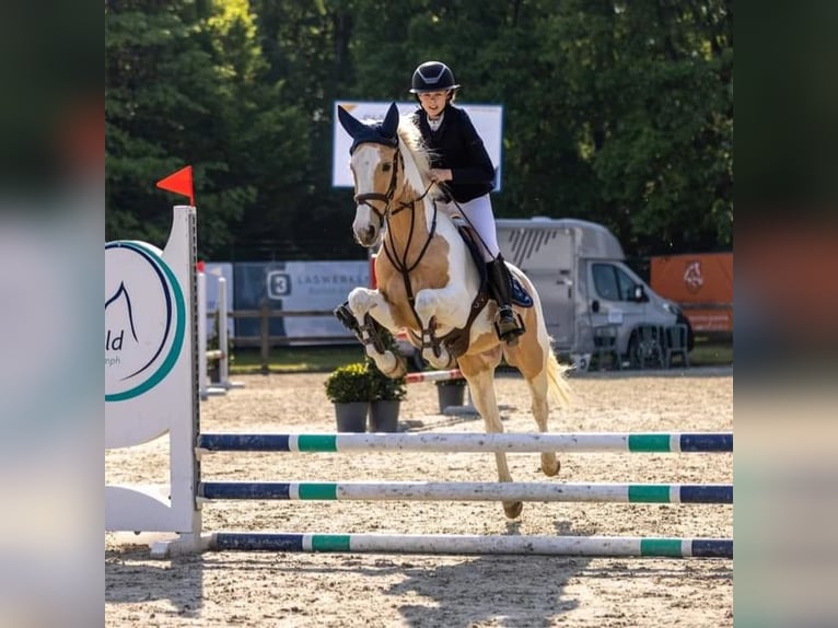 AES Ruin 6 Jaar 147 cm Gevlekt-paard in GROTE-BROGEL