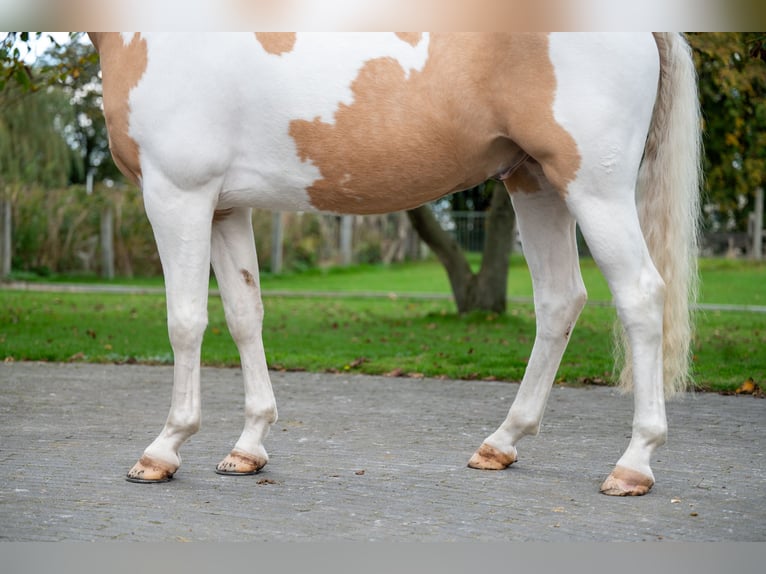 AES Ruin 6 Jaar 147 cm Gevlekt-paard in GROTE-BROGEL