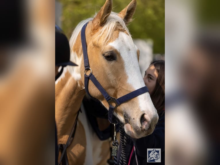 AES Ruin 6 Jaar 147 cm Gevlekt-paard in GROTE-BROGEL