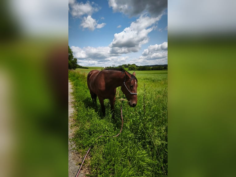 AES Ruin 6 Jaar 162 cm Bruin in Trze&#x15B;ni&#xF3;w