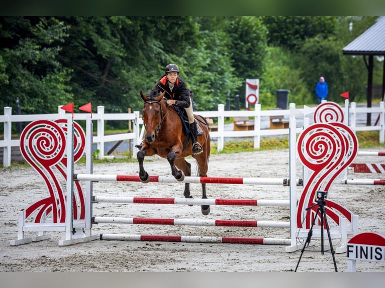 AES Ruin 6 Jaar 162 cm Bruin in Trze&#x15B;ni&#xF3;w