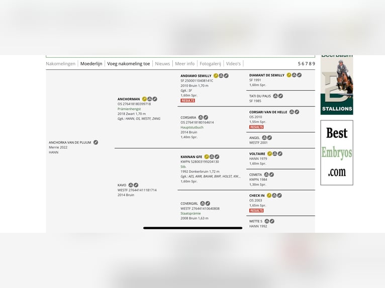 AES Ruin 6 Jaar 166 cm Vos in Stokkum