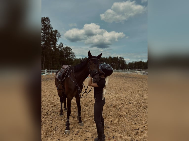 AES Ruin 6 Jaar 170 cm Bruin in krawcowizna
