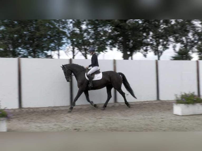 AES Ruin 6 Jaar 173 cm Zwart in Waddinxveen