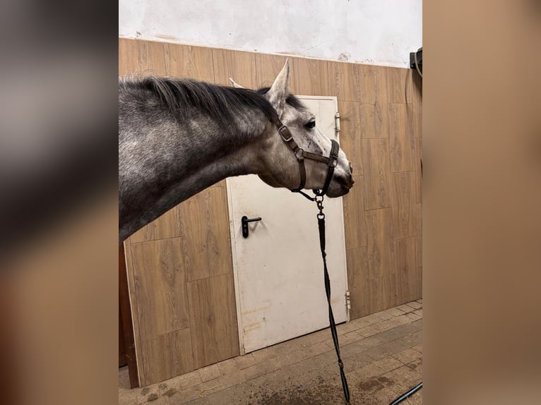 AES Ruin 6 Jaar 175 cm Schimmel in Masłowice Tuchomskie