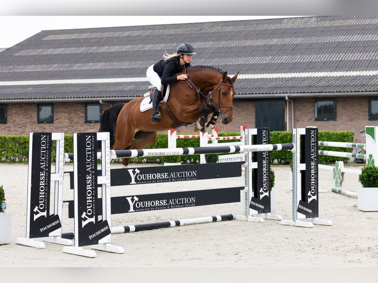 AES Ruin 7 Jaar 162 cm Bruin in Waddinxveen AES Ruin 7 Jaar 162 cm Bruin in Waddinxveen