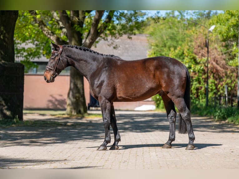 AES Ruin 7 Jaar 166 cm Bruin in Grote-Brogel