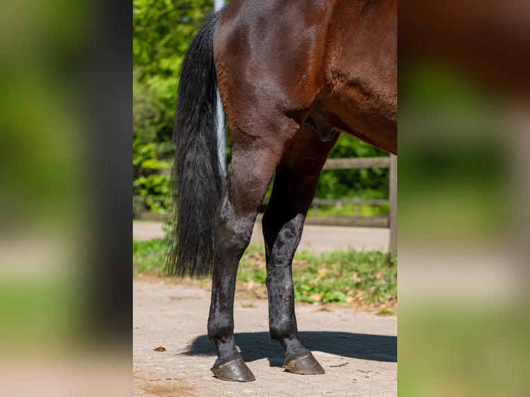 AES Ruin 7 Jaar 166 cm Bruin in Grote-Brogel