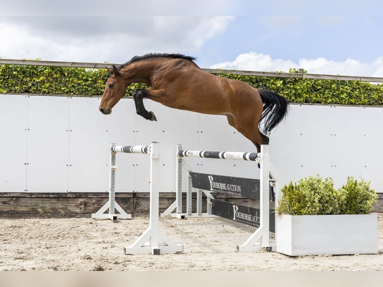 AES Ruin 7 Jaar 167 cm Bruin in Waddinxveen