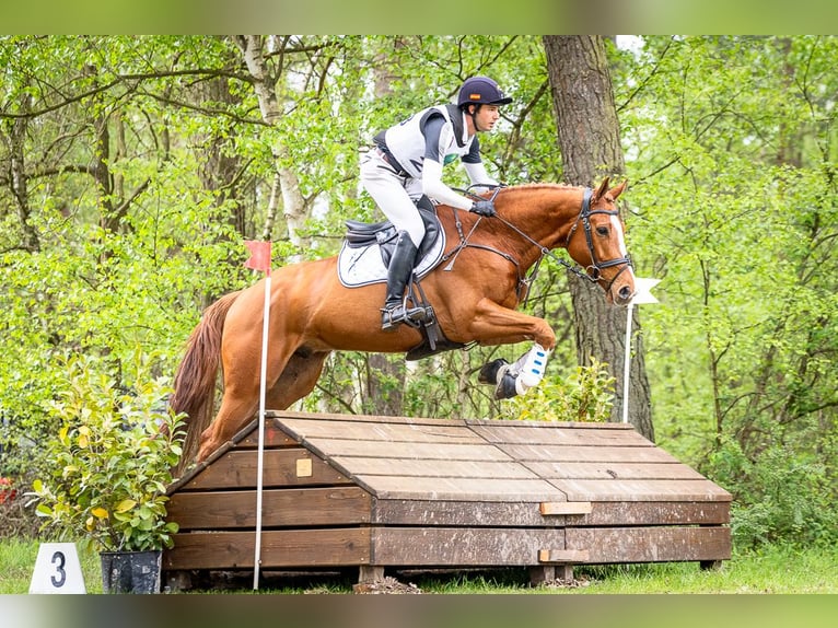 AES Ruin 7 Jaar 178 cm Vos in Schneverdingen