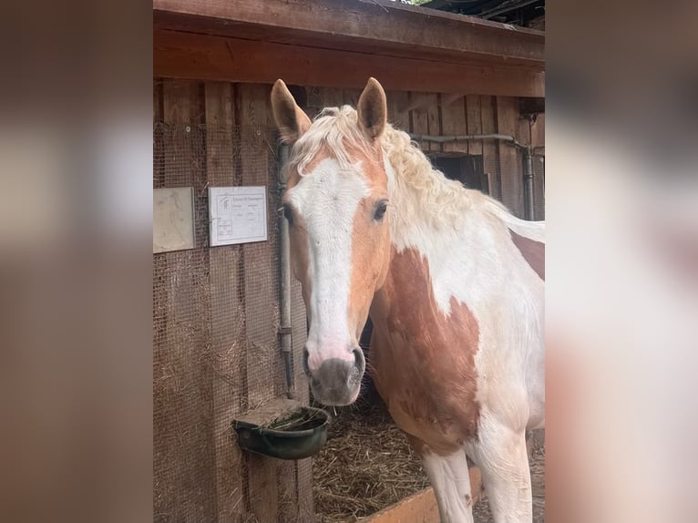 AES Ruin 8 Jaar 148 cm Gevlekt-paard in Loiching