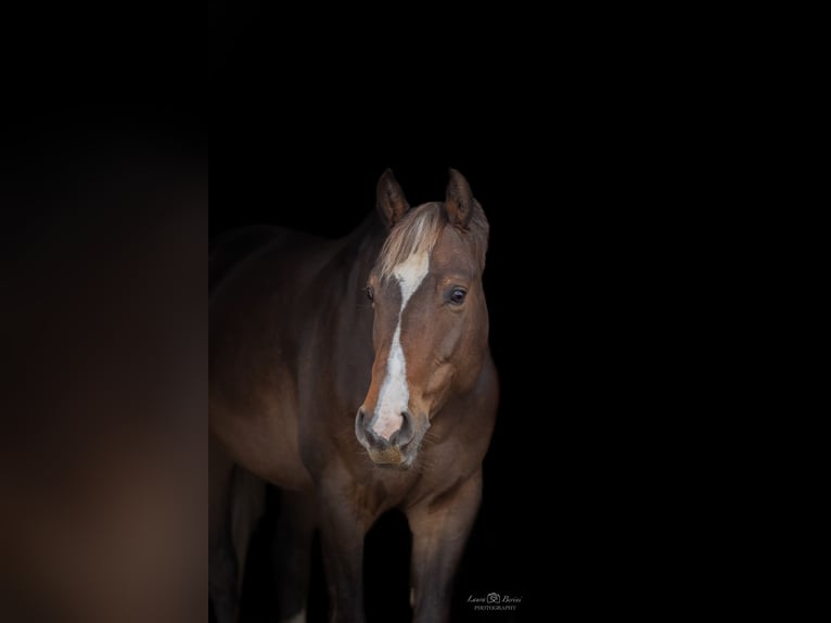 AES Ruin 8 Jaar 161 cm Donkere-vos in Grevenbroich