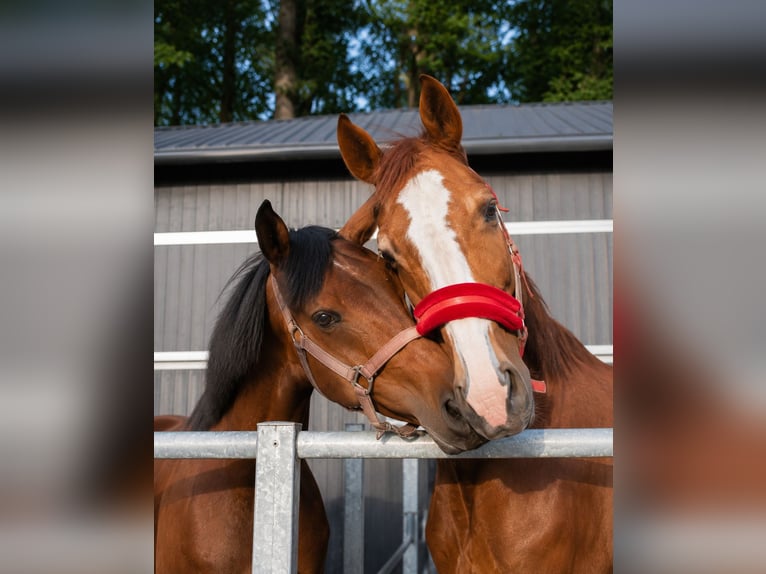 AES Ruin 8 Jaar 165 cm Bruin in Wysogotowo