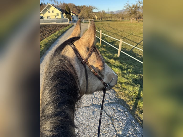 AES Ruin 8 Jaar 165 cm Buckskin in St. Andrä