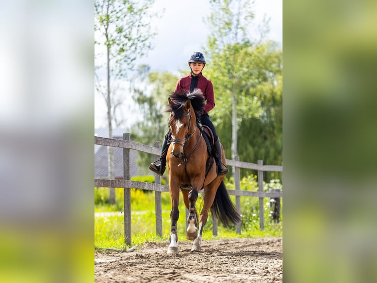 AES Ruin 8 Jaar 167 cm Bruin in Stokkum