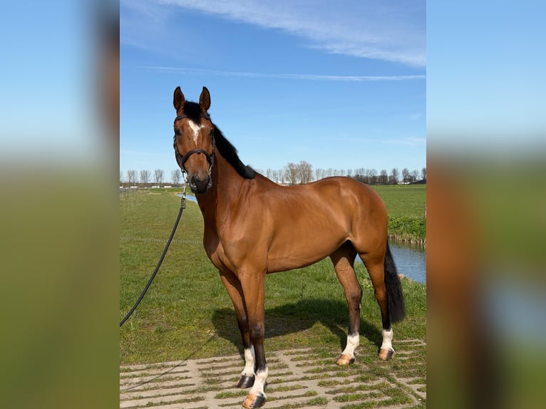 AES Ruin 8 Jaar 167 cm Bruin in Stokkum