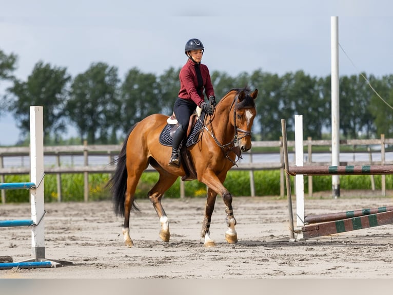 AES Ruin 8 Jaar 167 cm Bruin in Stokkum